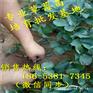 广东潮州市牛奶草莓苗（苗圃直销）优惠价格