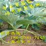 云南玉溪市牛奶草莓苗（苗圃直销）优惠价格
