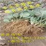 湖南湘潭市牛奶草莓苗（苗圃直销）优惠价格