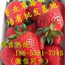贵州安顺市章姬草莓苗上车价格√多少钱
