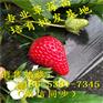 山东临沂市妙香草莓苗（种苗繁育）基地