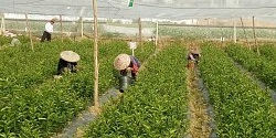 防城港南方各种果树苗价格是多少钱 南丰蜜橘苗 默科特苗 明柳桔苗