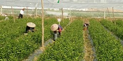 贺州大量香橙头沃柑苗批发_贺州哪里香橙头沃柑苗有买&nbsp;&nbsp;南丰蜜橘苗&nbsp;&nbsp;默科特苗&nbsp;&nbsp;明柳桔苗