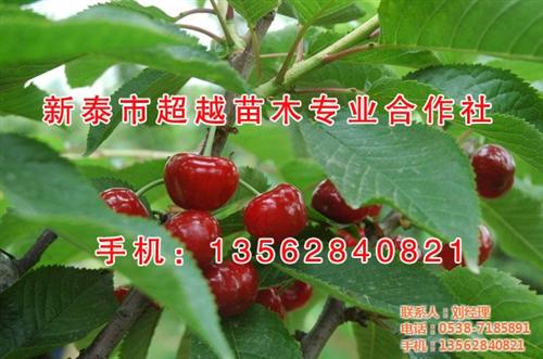 盆栽樱桃苗_樱桃苗_新泰超越苗木(查看)&nbsp;&nbsp;销售樱桃苗&nbsp;&nbsp;樱桃苗价格