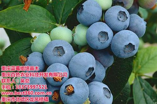蓝莓苗木_大足蓝莓苗_重庆百色农业(查看&nbsp;&nbsp;本地蓝莓苗&nbsp;&nbsp;本地蓝苗圃