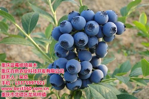 城口蓝莓苗,百色农业,蓝莓苗多少钱一株&nbsp;&nbsp;蓝莓苗价格&nbsp;&nbsp;蓝莓种植基地