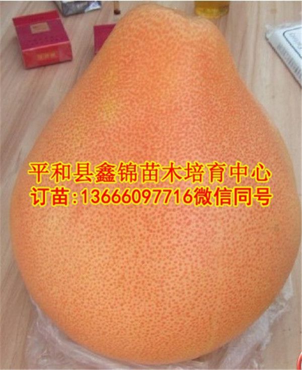 广东红心柚子苗批发  厂家价格