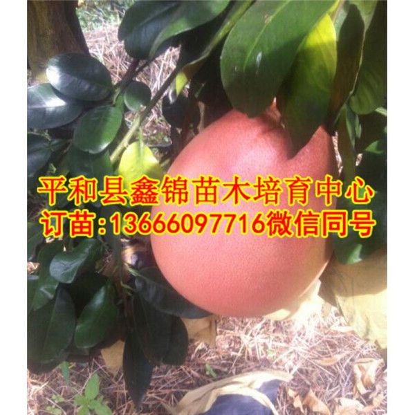 贵州红皮柚子树苗_平和县鑫锦苗木培育中心  厂家价格