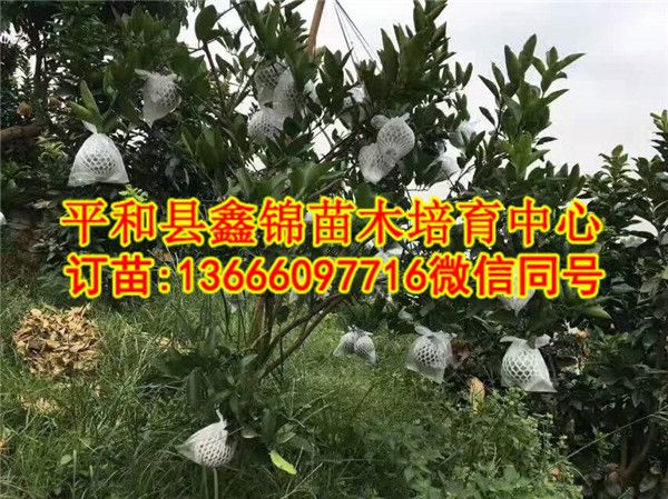 湖南三红柚子树苗厂家  厂家价格