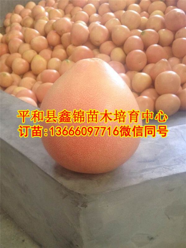 广西红心柚子苗_红心柚子苗批发  厂家价格