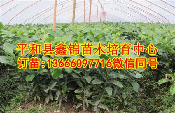 四川三红柚子苗厂家  厂家价格