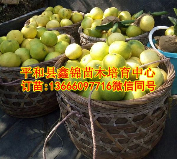 云南甜葡萄柚苗批发  厂家价格