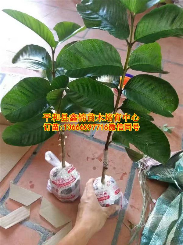 贵州无籽芭乐苗_无籽芭乐苗哪家便宜  厂家价格