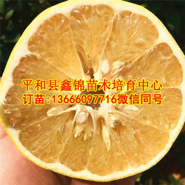 广西黄葡萄柚苗哪家便宜  厂家价格