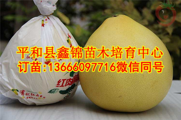 平和三红柚子苗  厂家价格