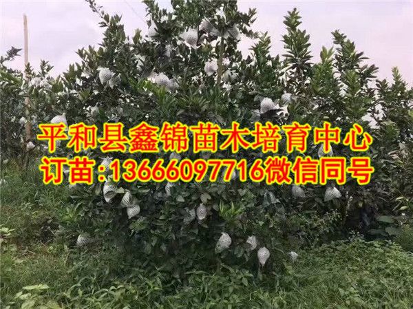 红心红肉蜜柚苗  厂家价格