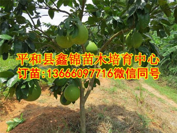 哪里有出售红肉蜜柚苗  厂家价格