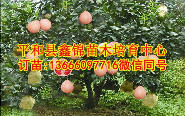三红蜜柚苗价格  厂家价格