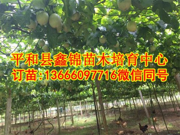 贵州百香果苗_百香果苗价格行情  厂家价格
