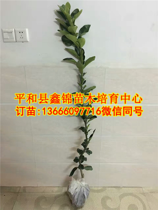 湖北红肉柚子苗多少钱一棵  厂家价格