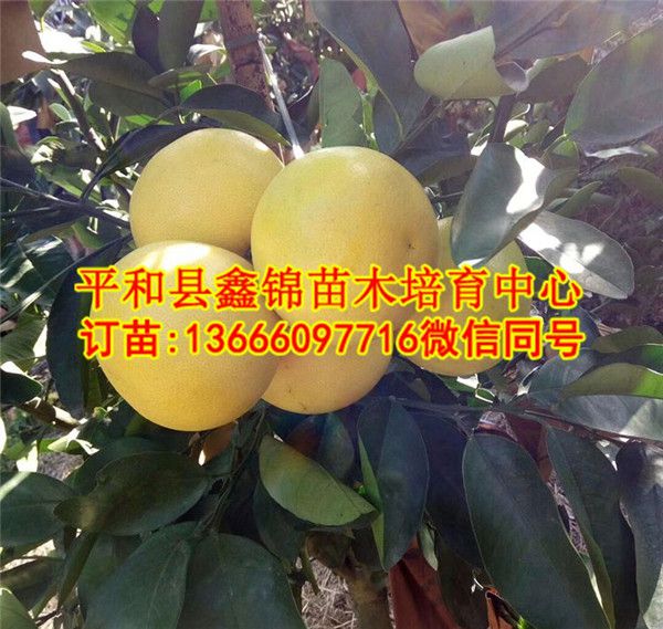 湖北葡萄柚苗哪里买  厂家价格