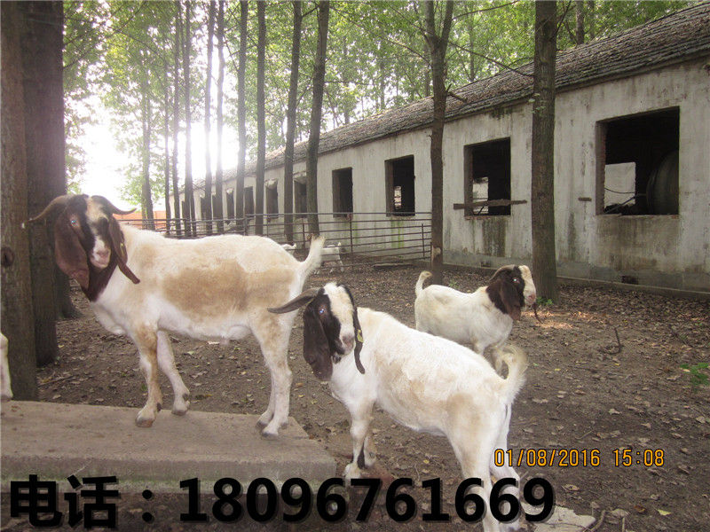 供应阜阳优质的湖羊——广东湖羊养殖场  湖羊种羊  阜阳湖羊