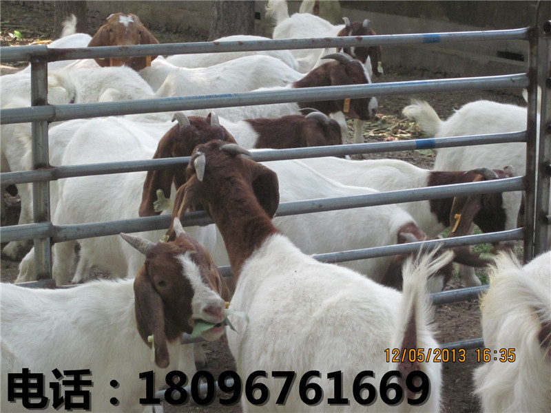 育肥羔羊直销_安徽哪里供应的育肥羔羊价格  安徽育肥羔羊价格