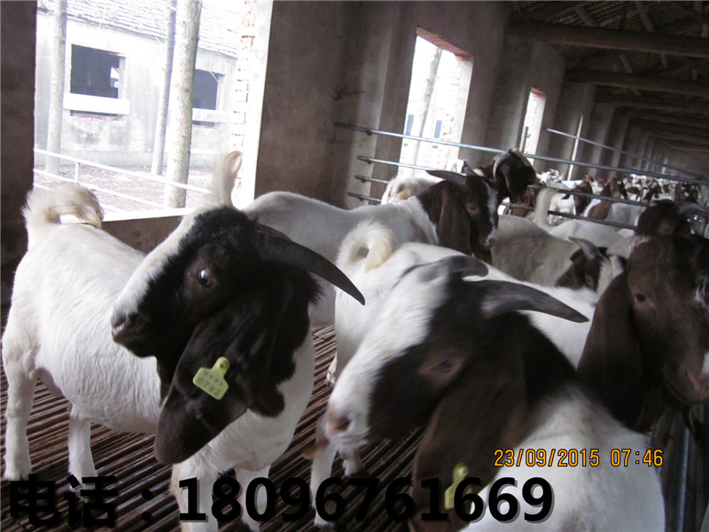 黄羊厂家，信誉好的黄羊批发商  乌骨羊价格  安徽乌骨羊