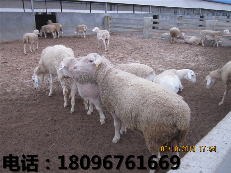 育肥羔羊生长速度-为您推荐优质育肥羔羊  育肥羔羊价格  安徽育肥羔羊价格