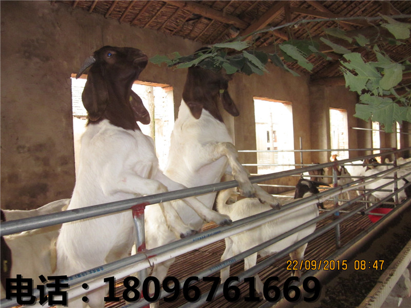 阜阳口碑好的黑山羊哪有卖-黑山羊品种  黑山羊价格  黑山羊养殖场