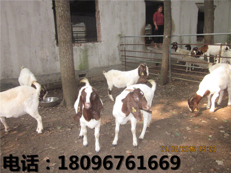 杜泊羊供应厂家——世新山羊养殖场出售实用  杜泊羊价格  杜泊羊厂家