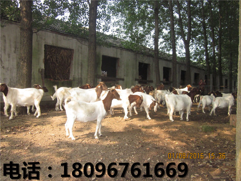 黑山羊厂家|安徽优惠的黑山羊  黑山羊价格  黑山羊养殖场