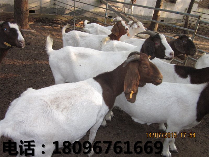 黄羊养殖视频-品质好的黄羊供应尽在世新山  乌骨羊价格  安徽乌骨羊