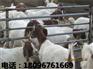 育肥羔羊直销_安徽哪里供应的育肥羔羊价格