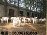 黑山羊厂家|安徽优惠的黑山羊