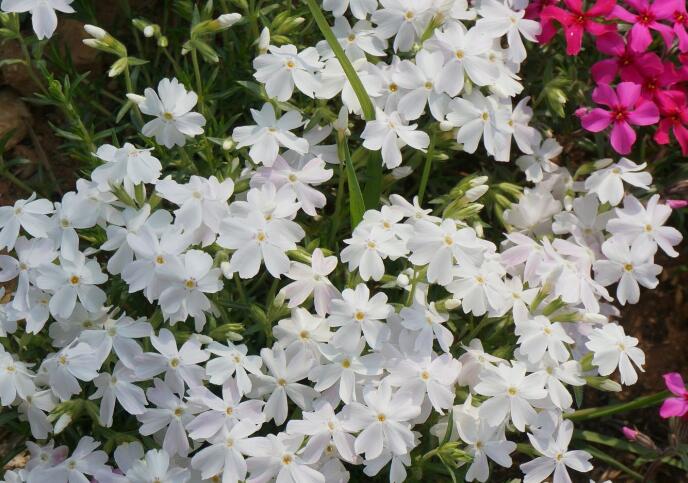 芝樱花小苗批发价格