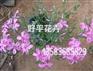 丛生福禄考花海
