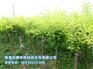 苗木哪里有卖的_青海园林绿化树