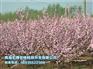 青海园林苗木价格_哪里能买到划算的苗木