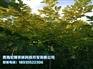 青海小叶白蜡 想要青海园林绿化就来青海宏