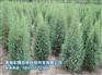 供应青海有品质的苗木-西宁苗木厂家