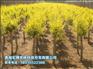 优质苗木种植首推青海宏博农林，西宁苗木批