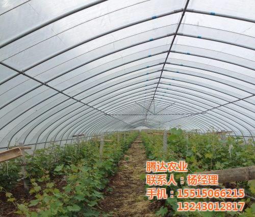 钢管大棚骨架价格|钢管大棚|腾达农业(图  镀锌钢管大棚骨架  镀锌钢管大棚价格  钢管大棚骨架厂家