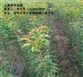 樱花哪家好,临沧樱花,云南俊坤苗圃(查看