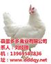 海兰灰种鸡管理、海兰灰种鸡、蛋多多禽业(
