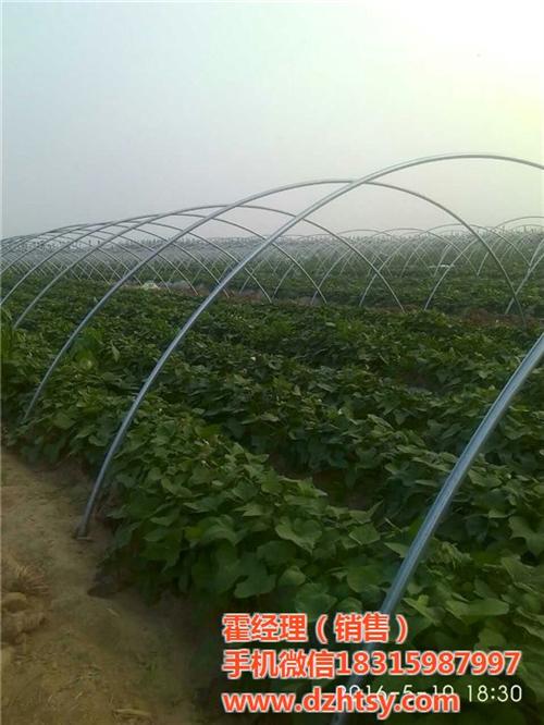 烟薯25销售|牡丹江烟薯25|禾田薯业质  烟薯25供应  烟薯25厂家