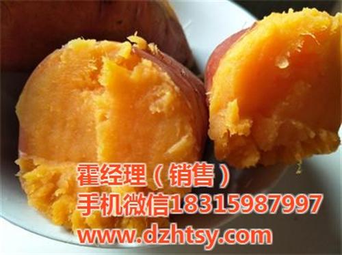 烟薯25地瓜种苗_鹤岗烟薯25_禾田薯业  烟薯25供应  烟薯25批发