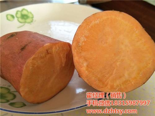 禾田薯业品质信赖,大庆市烟薯25,烟薯2  烟薯25地瓜种苗  烟薯25烤薯  烟薯25批发