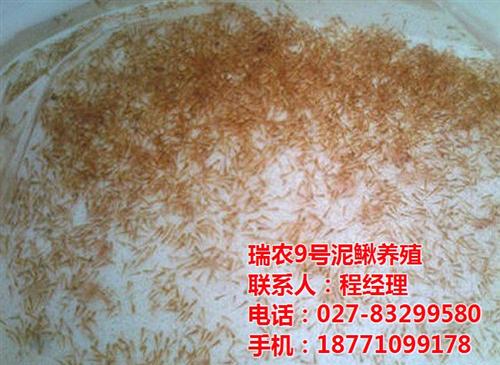 台湾泥鳅|武汉瑞和园生态农业有限公司|台  台湾泥鳅鳅苗批发  台湾泥鳅的养殖技  台湾泥鳅人工养殖