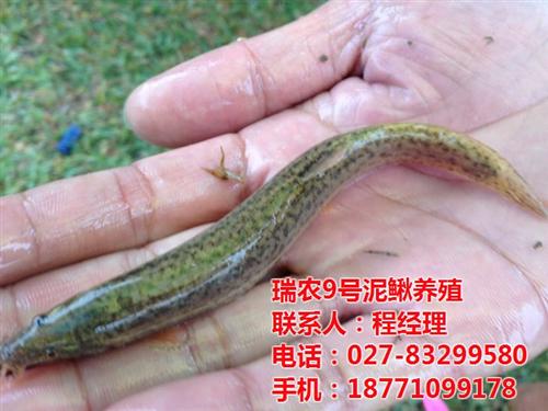 台湾泥鳅养殖过程|台湾泥鳅|武汉瑞和园生  台湾泥鳅的养殖技  台湾泥鳅降低养殖
